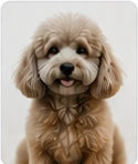 Pet photo tattoo idea