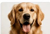Original pet photo