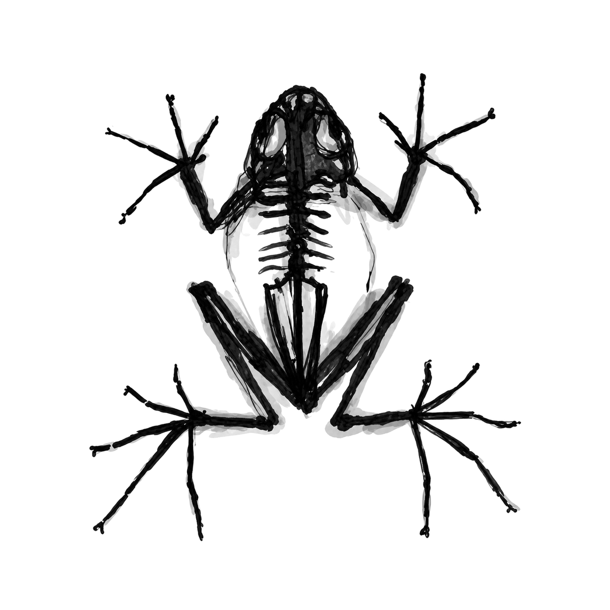 The image shows frog skeleton in a symmetrical arrangement, with skeleton clearly defining the visible design.