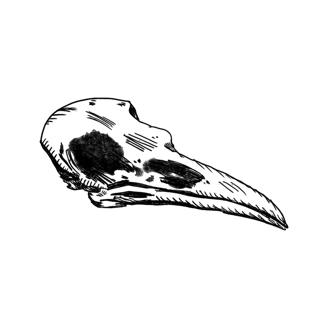 The image shows long-beaked bird skull in a horizontal arrangement, with bird and skull clearly defining the visible design.