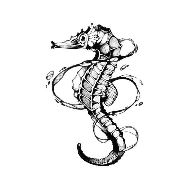A curled seahorse skeleton reveals a skull-like head, segmented spine, fine ribs, and a coiled tail.