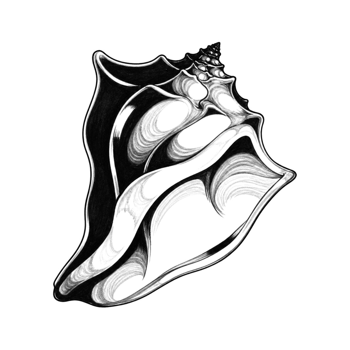 A compact conch shell tilts diagonally, showing a flared lip, spiral body, and dark recessed opening.