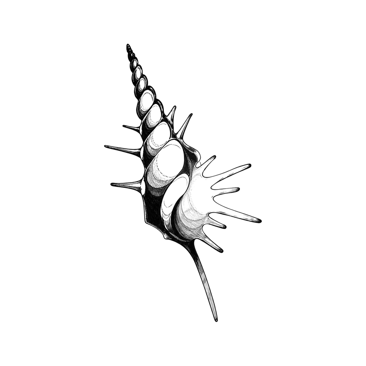 A spiny murex shell tilts diagonally with a tapered canal, ridged spiral apex, and sharp radial spines.