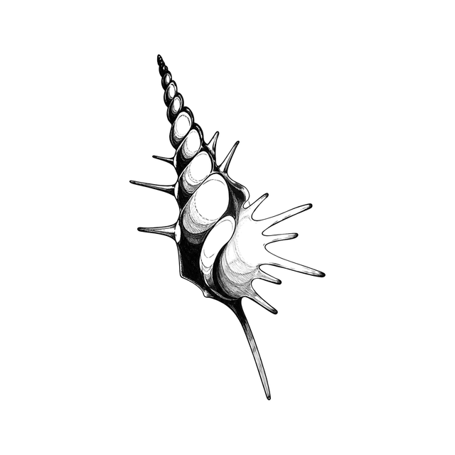 A spiny murex shell tilts diagonally with a tapered canal, ridged spiral apex, and sharp radial spines.