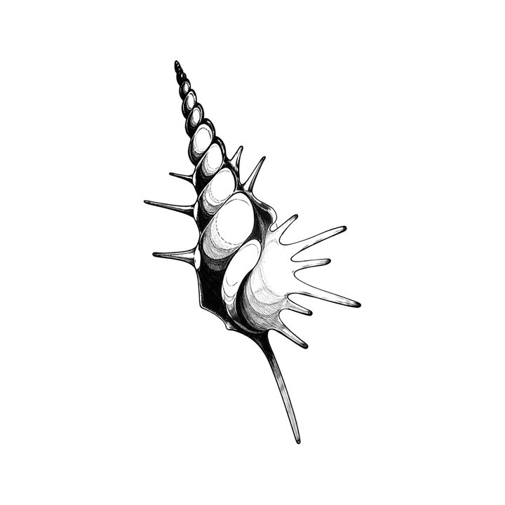 A spiny murex shell tilts diagonally with a tapered canal, ridged spiral apex, and sharp radial spines.