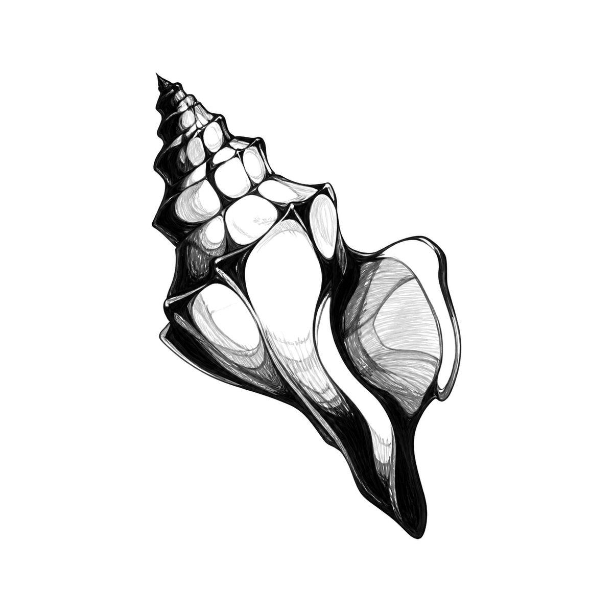 A conch shell tilts diagonally with a pointed spiral spire, swollen whorls, a flared lip, and an elongated dark opening.