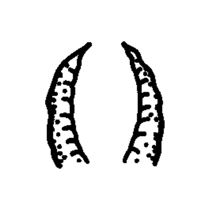 Minimal fang temporary tattoo design
