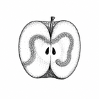 Halved Apple Core / 3×3cm