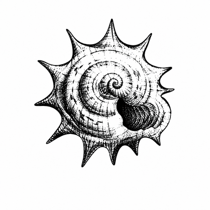 Spiral Shell Temporary Tattoo - JUST PRESS product image