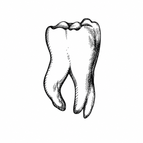 Vintage Molar Tooth / 3×3cm