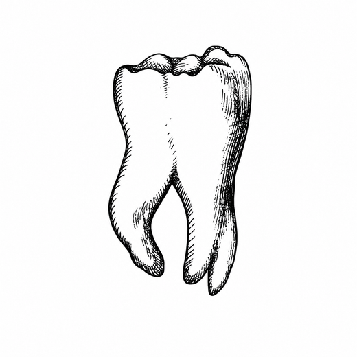 An isolated engraved molar has an uneven crown and two curved roots rendered with fine hatching.